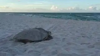 Sea Turtle Walking To The Water
