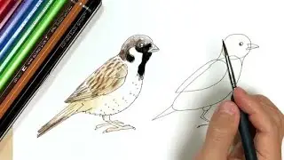 【スズメ】ペン画と色鉛筆の絵の描き方簡単イラスト！