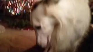 Weird Silken Windhound
