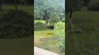 Grandma&rsquo;s Shocking Reaction to Bear Attack #scaryvideo #scary #shorts #viral