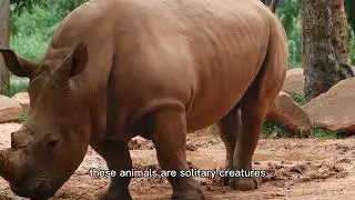 MEET THE MIGHTY INDIAN RHINO: 5 FACTS YOU NEED TO KNOW
