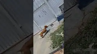 As Coisas est&atilde;o Diferentes 😅 Rato X Cachorro 🐀🐕#shorts