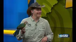 Meet Lizzo-the Red-Crested Turaco at Tanganyika Wildlife Park