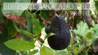 Sir-Prize avocado tree: a profile