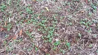 A Truth About White Clover Lawn - Update #1