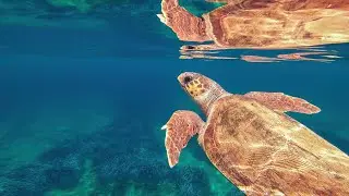 Swimming with Turtles in Cyprus🌊🐢 #CyprusTurtleEncounter #MarineLifeAdventure #SnorkelingInParadise