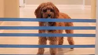 Let's see how high can Phoenix can jump. #cavapoopuppies #cavapoo #highjump #phoenix