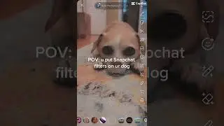 #dog #lol #cute #funny #filter #snapchat