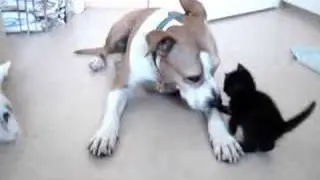 Amstaff mit Katzenbaby