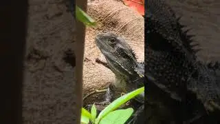 Water dragon - Nth QLD