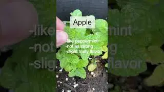 Разновидности мяты #мята #садоводство #сбор #выращиваниепродуктов #советыпосадоводству