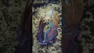 Cuttlefish Fight for Dominance! 🦑 Dramatic Color Changes & Behavior  #marinewildlife