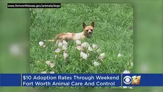 $10 Dog And Cat Adoptions In Fort Worth