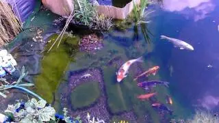 Notropis chrosomus Regenbogenelritze im Koiteich www.wp-3d.de