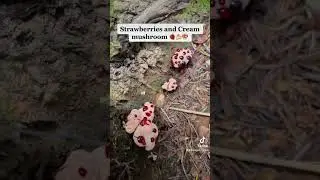 Strawberries and Cream Mushroom?