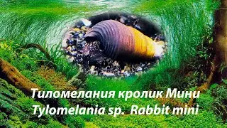 Тиломелания Черный кролик Мини / Tylomelania sp. Black Rabbit mini