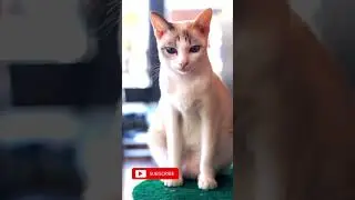 Cats Can Help You in Reducing Mental Stress, Studies Show