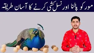 World's Most Beautiful Peacock | How To Raise Peacock Chicks | Nature Lover Bird