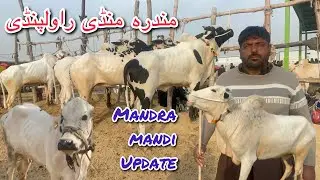 madra mandi сегодня 31/12/2025 последнее обновление ll Часть 1 ll domail mandi ll jamil tv ll