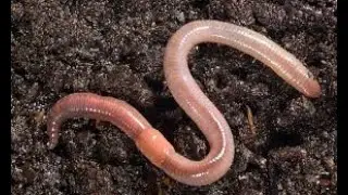 8 phylum annelida