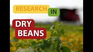 Research in dry beans