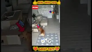 👍 real hero dog saving little kiddy life great saved best effort #allah #respect #moosatvinfo