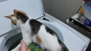 laundrycat