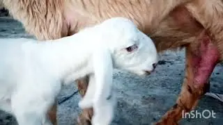Sheep 