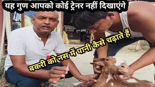 बकरी को नस में पानी कैसे चढ़ाते हैं//How to inject saline to goat through veins #farming