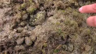 Super Low Tide | Hunting Varieties of Kinds of Sea Species In Philippines.