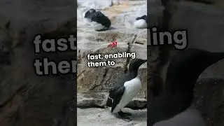 How Do Birds Fly? The Secret Science Behind Their Sky Skills! 🕊️