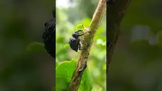 milkweed stem weevil | molytinae | Rhyssomatus lineaticollis  | #shorts #weevil #insect #niceview