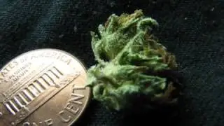 BUBBA KUSH UP CLOSE ~ ADVANCED SUPER MACRO FOOTAGE