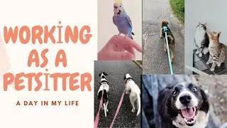 WORKING AS A PETSITTER  |  A day in my life
