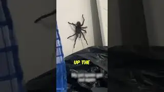 Giant Spider Surprise in Bed! 😱 (@humo_oscuro on TikTok) #shorts
