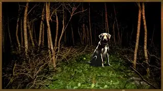 НАША СОБАЧКА ПОТЕРЯЛАСЬ В ЛЕСУ! ► Playback Trauma: The Dog