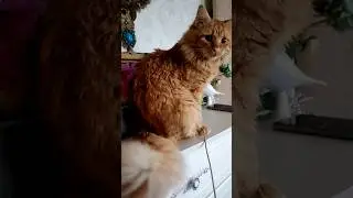 Без кота и жизнь не та! #рыжая #милота  #попробуйнеулыбнись #видосыоткота #funnycat #юмор от Каспера