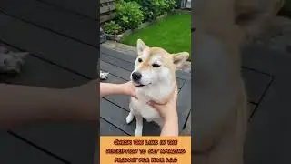 💖😍Funny Dog Videos 2022😍💖 #PET INSIGHT #shorts | PET INSIGHT