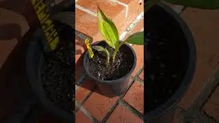 🍌🌴 DWARF NAMWAH BANANA TREES🍌🌴