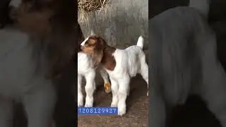 African Boer male and female kids available for sell #7208129927