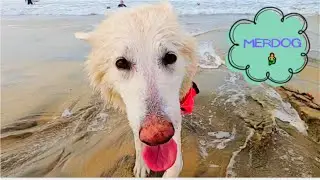 I dressed my dog as a merdog and went to the beach 🧜&zwj;♀️😍