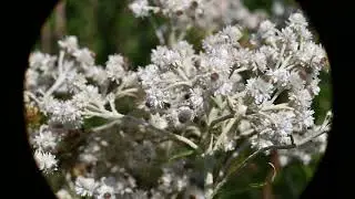Anaphalis margaritacea (Pearly Everlasting)