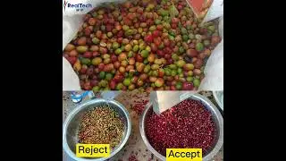 Cherry coffee selector cherry fruit color sorter #machine #colorsorter #machinery #colorsorting