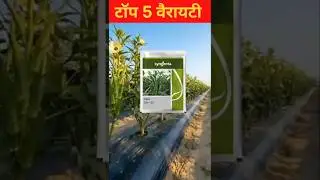 भिंडी की टॉप 5 बेस्ट वैरायटी 🌱2026 🌱Okra Farming। Hybirid।#shorts
