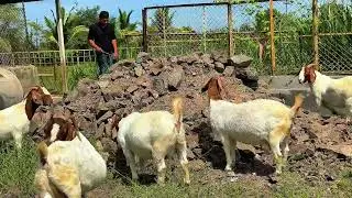 African boer goat farming india 🇮🇳 #africanboergoatfarming #goatfarmingbusiness 