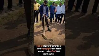 Amazing Facts About Snake 😨 😱 #shorts #viralvideo #youtubeshorts #viral #shortvideo #shortsfeed
