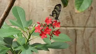 BUTTERFLY PAVILION: COLORADO - The Giant Glasswing (Methona confusa) - a species of clearwing (HD)
