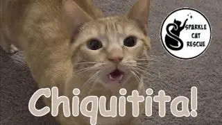 Chiquitita Bonita Gato - Sparkle Cat Rescue