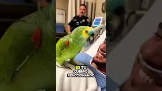 El LORO toma el control del hospital 🦜🏥😂 | lorosinfiltro