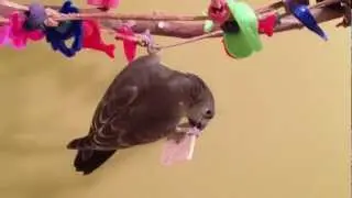 Acrobatic Ruby [Ruppell's Parrot]